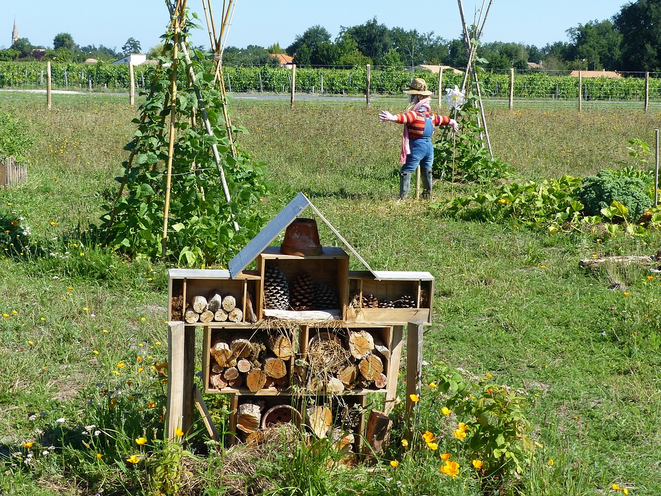 Il Y A Du Brouhaha Dans Le Potager