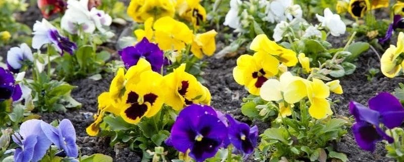 C&rsquo;est l&rsquo;heure des plantes vivaces de printemps !