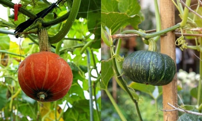 Comment Palisser Et Faire Pousser Des Courges À La Verticale