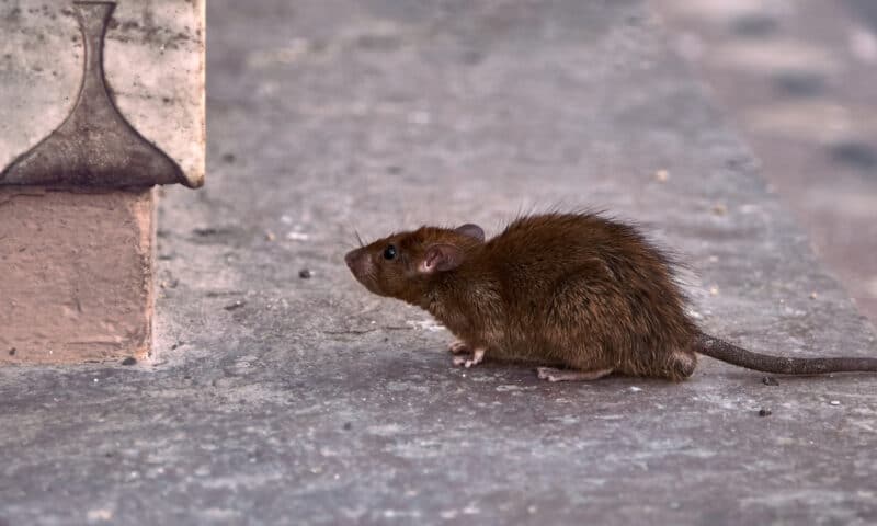 Les spécialistes de la dératisation à Bordeaux : un service de qualité